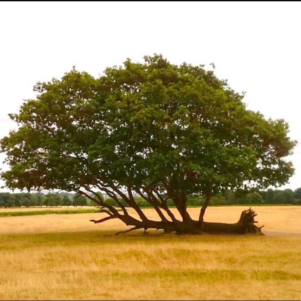 Meet your Posher, Lyndiah